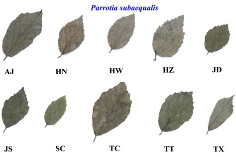 A General Leaf Area Geometric Formula Exists for Plants—Evidence from ...