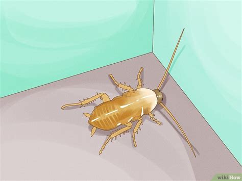 Image result for How to Catch Cockroach