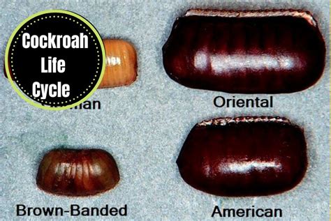 Image result for Cockroach Hatching