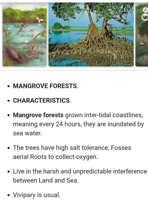 characteristics of mangrove swamp forest - Brainly.in