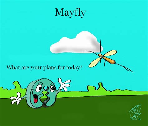 Image result for mayfly