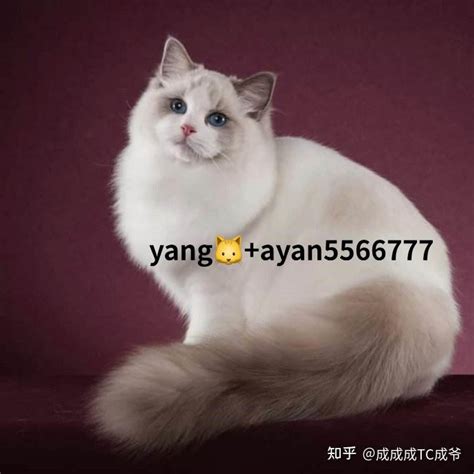 上海松江区哪里可以买到布偶猫 - 知乎