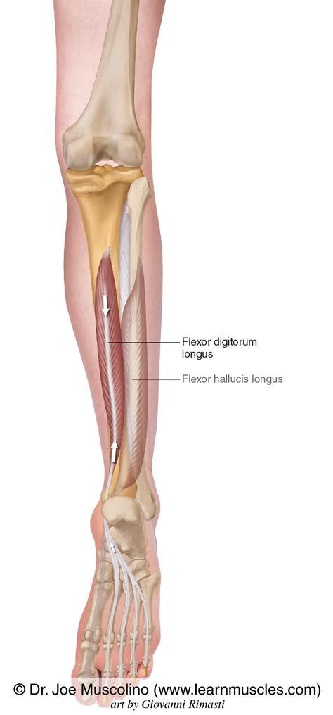 Flexor Longus Muscle