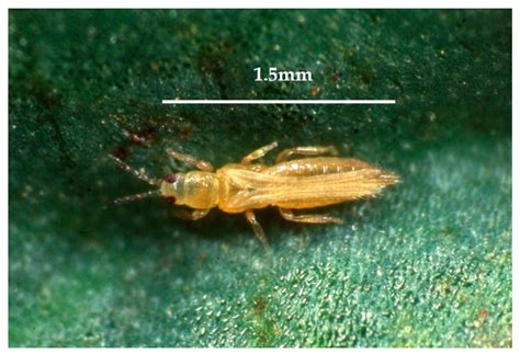 Predation Capacity of the Banded Thrips Aeolothrips intermedius for the ...