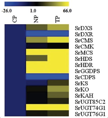 Steviol glycoside biosynthesis pathway gene expression profiling of ...