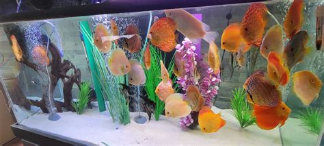 Discus Tank 的图像结果
