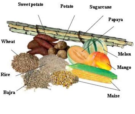 draw some sources of carbohydrate - Brainly.in