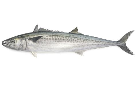 サワラ (Sawara): Japanese Spanish Mackerel - Japanese Sea Fish Guide