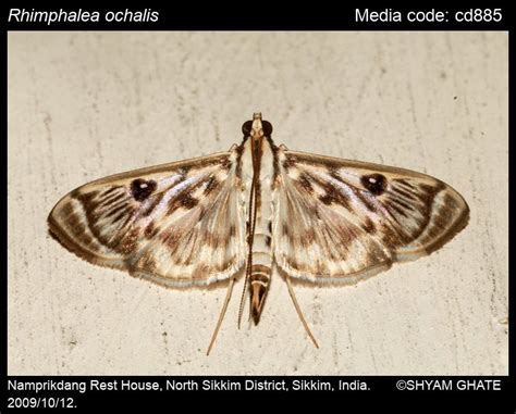 Rhimphalea | Moths