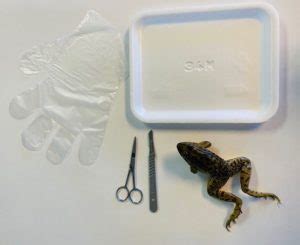 Image result for Dissecting a Frog Lab