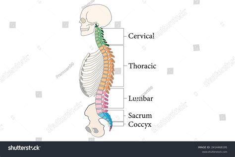 Biology About Human Body 的图像结果