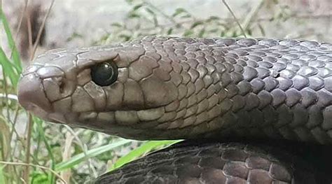 Pythons in Water supply pipe