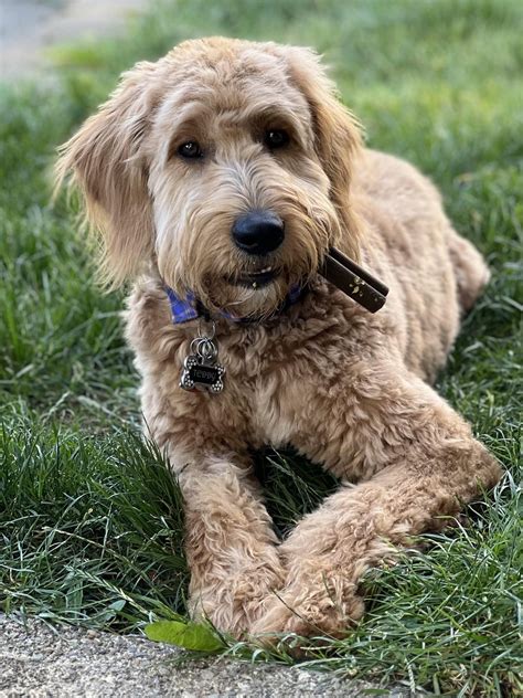 Neuter costs in the Seattle/Tacoma area : r/Goldendoodles