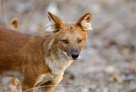 25 Facts About Asian Wildlife - Facts.net