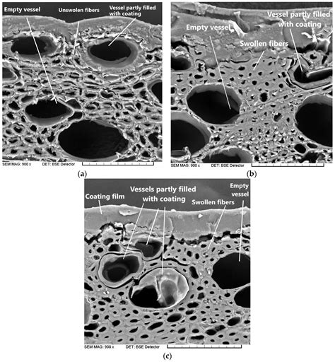 Effects of Beech Wood Surface Treatment with Polyethylenimine Solution ...