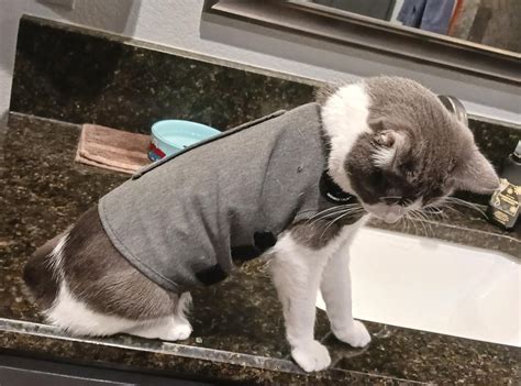 dog crate for skoda octavia estate