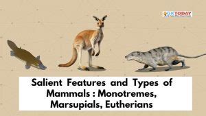 Salient Features and Types of Mammals: Monotremes, Marsupials ...