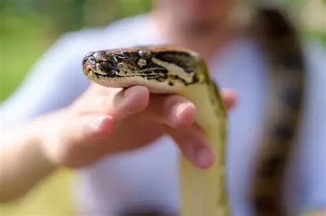 French Python Code 的图像结果