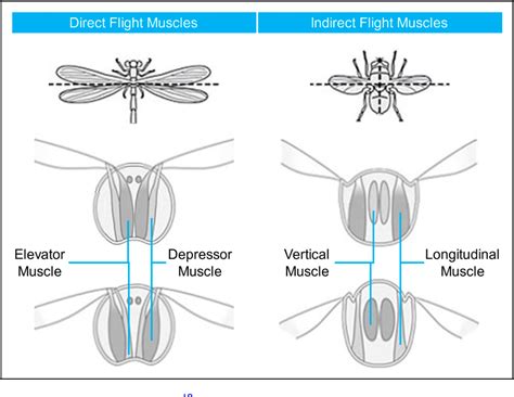 Flight Structures in Insects 的图像结果