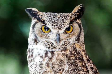 Mysteries of the Night: Owls in Native American Lore and Legends