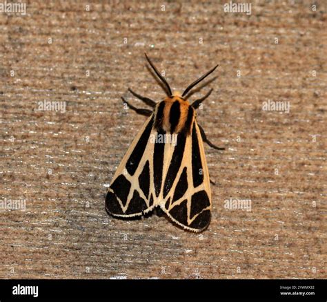 Harnessed Tiger Moth (Apantesis phalerata Stock Photo - Alamy