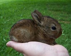 Image result for Baby Bunnies Coloring Pages