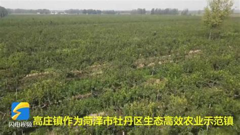 菏泽：农业专家送技术到田间 助力乡村特色产业发展_腾讯视频