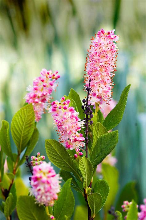 The 13 Best Summer-Blooming Shrubs for Your Garden | Better Homes & Gardens