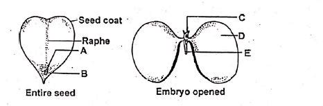Given below is the diagram of a typical structure of dicotyledonous ...