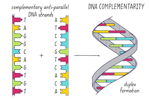 Complementary Dna Strand