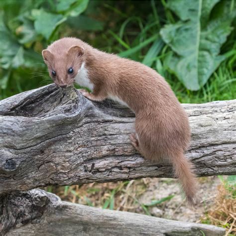 Weasels - Hogarth's Widllife Removal in Northern Michigan