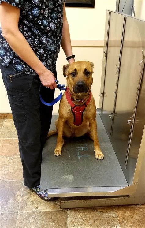 FREDON ANIMAL HOSPITAL - Fredon NJ - Hours, Directions, Reviews ...