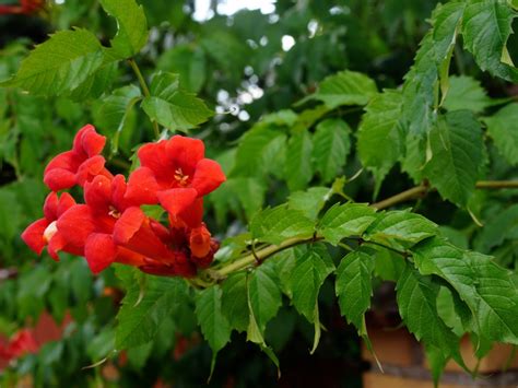 Trumpet Vine