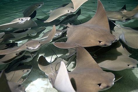 Cownose Stingrays: A favorite at aquariums. | Ocean creatures, Ocean ...