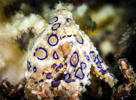 Image result for Blue-Ringed Octopus Color