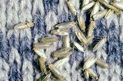 How to Control and Identify Bugs that Eat Clothes