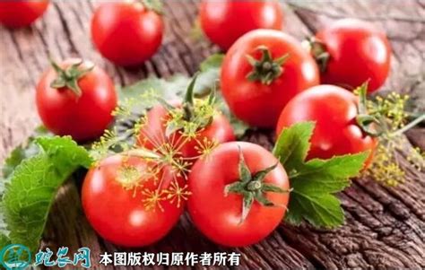 西红柿怎么种植和管理-农百科
