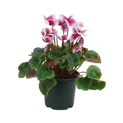 Zealandia | Cyclamen Abanico Deep Magenta | Mitre10
