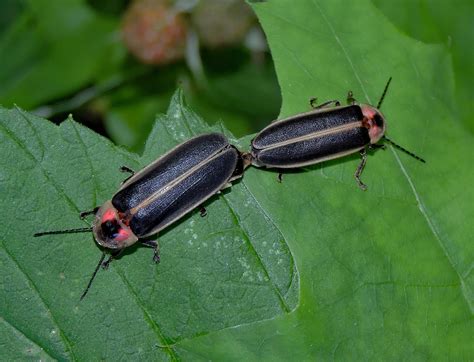 Nature's night lights make summers special - Farm and Dairy