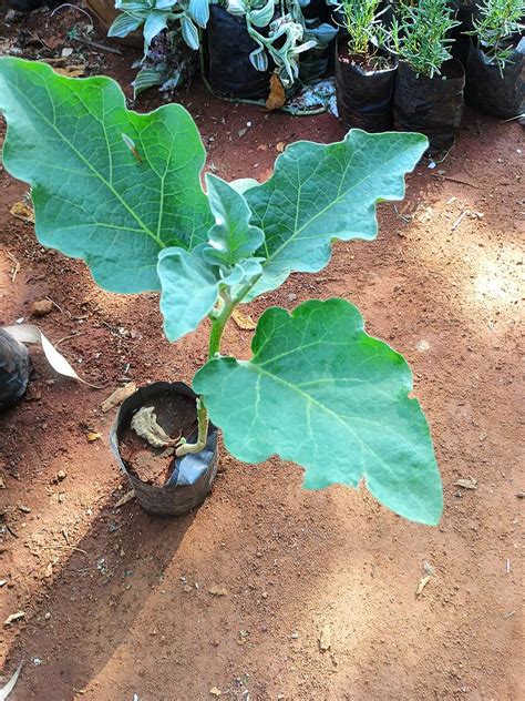 Anuraj farms brinjal live plant,badhane kai,vankaya chettu,Kattarikkāy ...