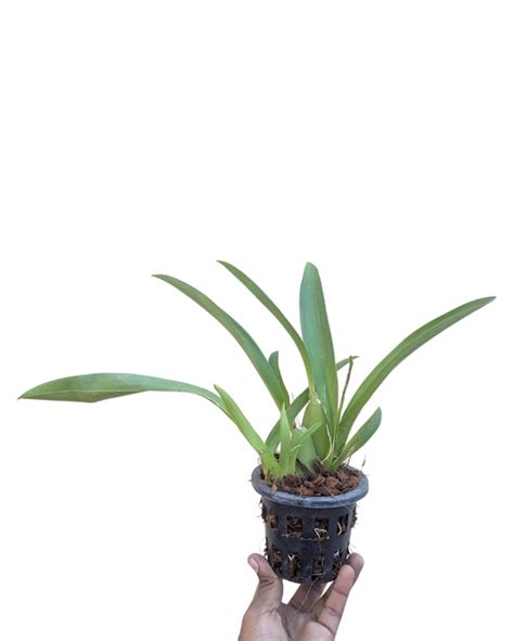 Oncidium Orchid Hybrid Hanuman Fragrance Without Flowers