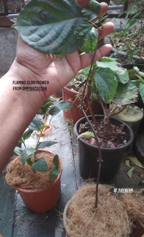 Flaming Glorybower Clerodendrum splendens Flowering Climber Plant ...