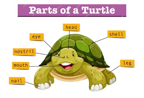 Image result for Turtle Shell Diagram