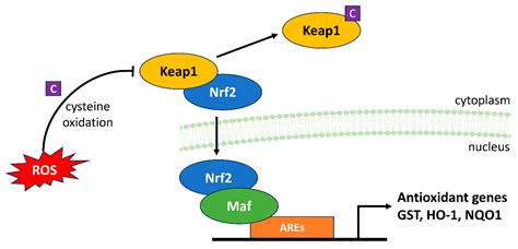 Reactive Oxygen Species Signaling and Oxidative Stress: Transcriptional ...