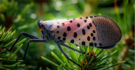 Lantern Fly Traps with Netting 的图像结果