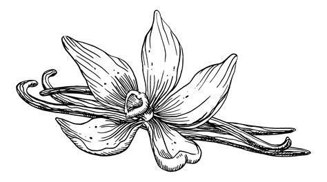 Vanilla Flower with Sticks. Vector hand drawn illustration of orchid ...