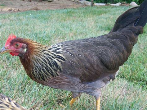 Pam's Backyard Chickens: Breed Profile - Brown Leghorns