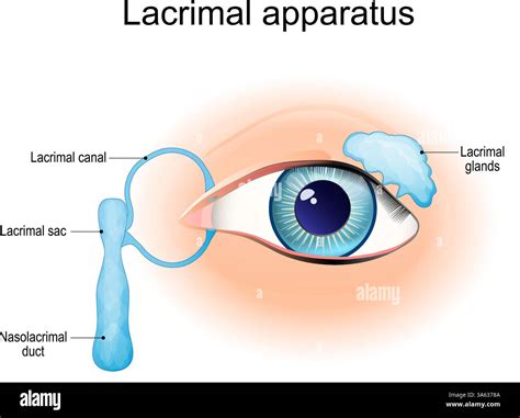 Lacrimal apparatus. Tear production and Lacrimal gland. Medical diagram. Vector illustration ...