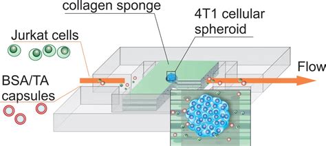 Plug-and-Play Lymph Node-on-Chip: Secondary Tumor Modeling by the ...
