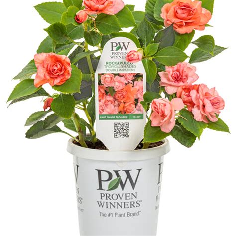 Rockapulco® Tropical Shades Double Impatiens | Plant Addicts